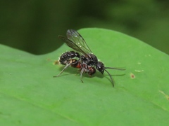 Myrmosa unicolor