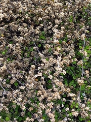 Helichrysum lanceolatum