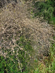 Helichrysum lanceolatum