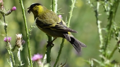 Spinus barbatus