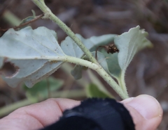 Nyctaginia capitata