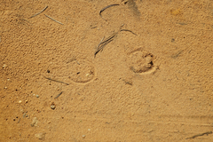 Equus caballus
