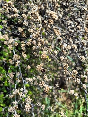 Helichrysum lanceolatum