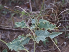 Nyctaginia capitata