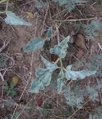 Nyctaginia capitata