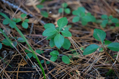 Polygaloides paucifolia