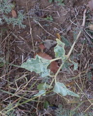 Nyctaginia capitata