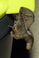 Anaxidia lozogramma