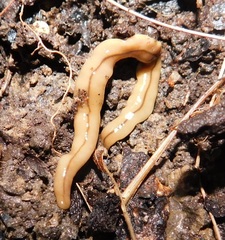 Bipalium adventitium