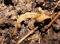 Bipalium adventitium