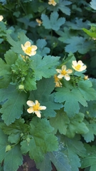 Modiolastrum malvifolium
