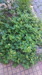 Modiolastrum malvifolium