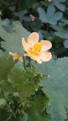 Modiolastrum malvifolium