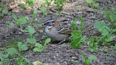 Zonotrichia capensis