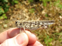 Pardalophora phoenicoptera