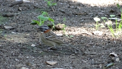 Zonotrichia capensis