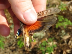 Pardalophora phoenicoptera