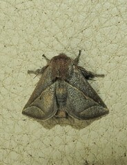 Anaxidia lozogramma