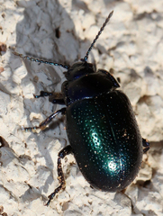 Chrysolina auripennis