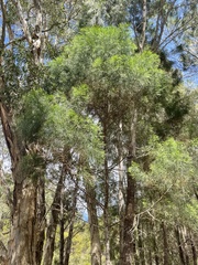 Melaleuca linariifolia