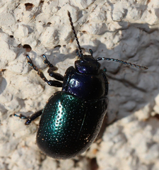 Chrysolina auripennis
