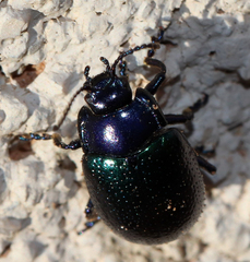 Chrysolina auripennis