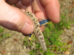 Pardalophora phoenicoptera