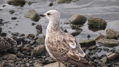 Larus fuscus