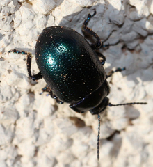 Chrysolina auripennis