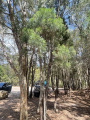 Melaleuca linariifolia