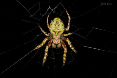 Parawixia