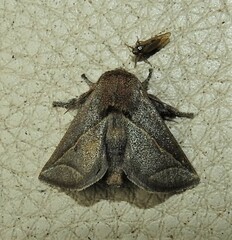 Anaxidia lozogramma