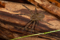 Phoneutria nigriventer