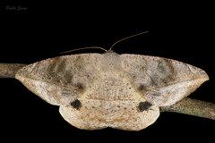 Oxydia vesulia