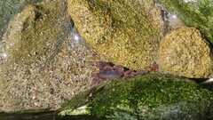 Cyclograpsus cinereus