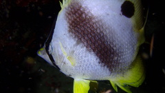 Chaetodon ocellatus