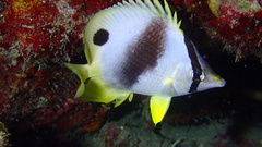 Chaetodon ocellatus