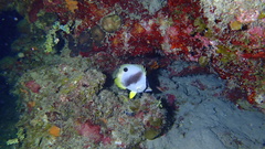 Chaetodon ocellatus