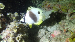 Chaetodon ocellatus