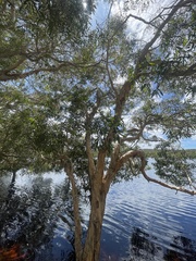Melaleuca leucadendra