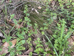 Scutellaria humilis