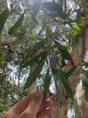 Melaleuca leucadendra