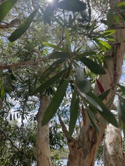 Melaleuca leucadendra