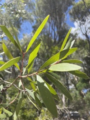 Melaleuca leucadendra
