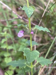 Scutellaria humilis