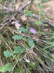 Scutellaria humilis