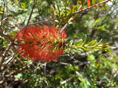 Melaleuca hypericifolia