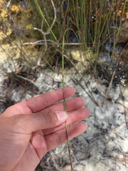 Schoenus brevifolius