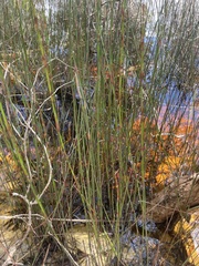 Schoenus brevifolius