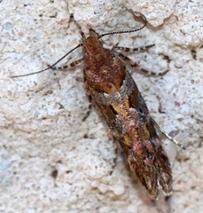 Aristotelia roseosuffusella